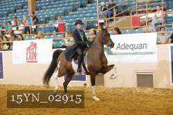 15YN_02915 thumbnail