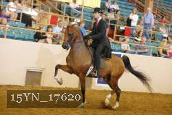 15YN_17620 thumbnail