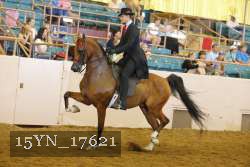 15YN_17621 thumbnail