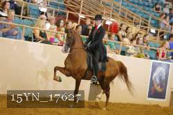 15YN_17627 thumbnail