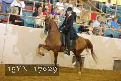 15YN_17629 thumbnail