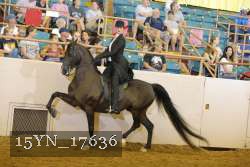 15YN_17636 thumbnail