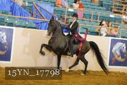 15YN_17798 thumbnail