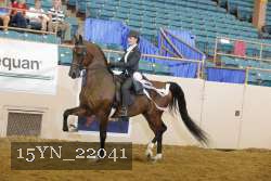 15YN_22041 thumbnail