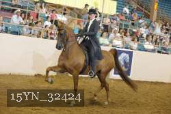 15YN_32424 thumbnail
