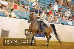 15YN_12112 thumbnail
