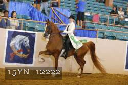 15YN_12222 thumbnail