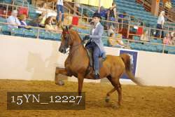 15YN_12227 thumbnail