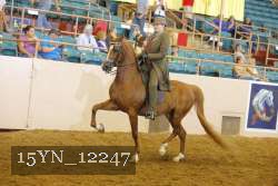 15YN_12247 thumbnail