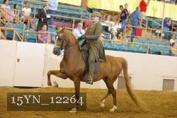15YN_12264 thumbnail