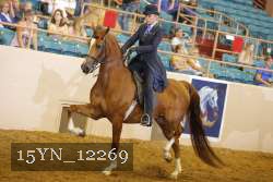 15YN_12269 thumbnail