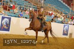 15YN_12274 thumbnail