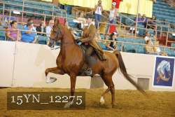 15YN_12275 thumbnail