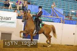15YN_12320 thumbnail