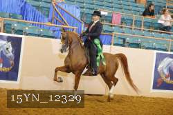 15YN_12329 thumbnail