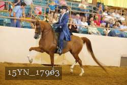 15YN_17903 thumbnail