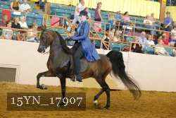 15YN_17907 thumbnail