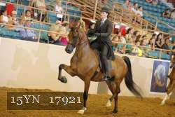 15YN_17921 thumbnail