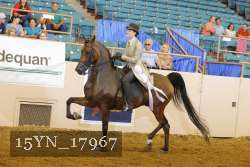 15YN_17967 thumbnail
