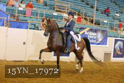 15YN_17972 thumbnail
