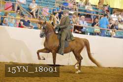 15YN_18001 thumbnail