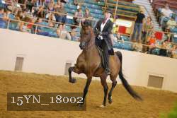 15YN_18002 thumbnail
