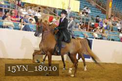 15YN_18010 thumbnail