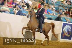 15YN_18022 thumbnail