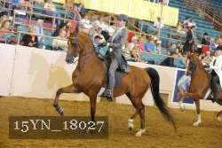 15YN_18027 thumbnail