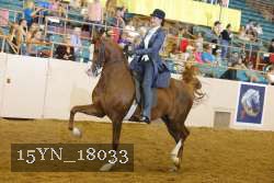 15YN_18033 thumbnail