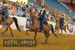 15YN_18036 thumbnail