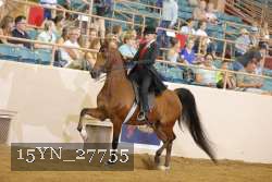 15YN_27755 thumbnail