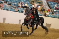 15YN_23224 thumbnail