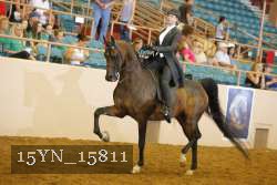 15YN_15811 thumbnail