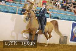 15YN_15817 thumbnail
