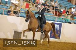 15YN_15819 thumbnail