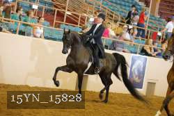 15YN_15828 thumbnail