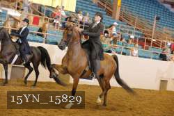 15YN_15829 thumbnail