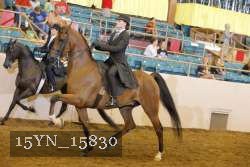 15YN_15830 thumbnail