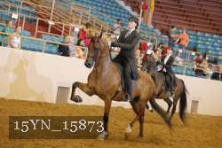 15YN_15873 thumbnail