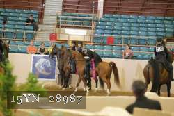 15YN_28987 thumbnail