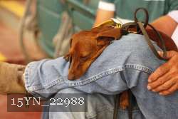 15YN_22988 thumbnail