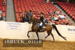 18BUCK_01110 thumbnail