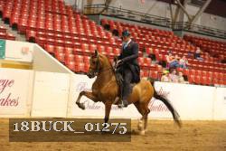 18BUCK_01275 thumbnail