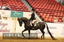 18BUCK_01309 thumbnail