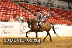 18BUCK_01314 thumbnail