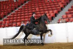 18BUCK_02839 thumbnail