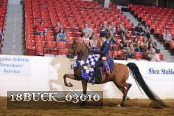 18BUCK_03010 thumbnail