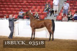 18BUCK_03518 thumbnail