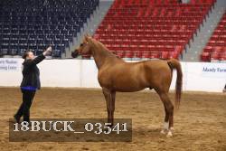 18BUCK_03541 thumbnail